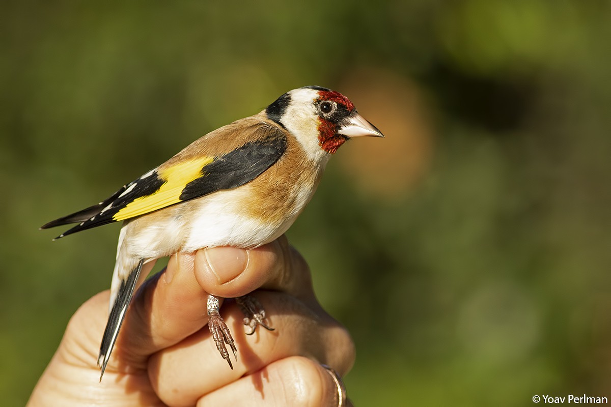 European Goldfinch - ML285087031