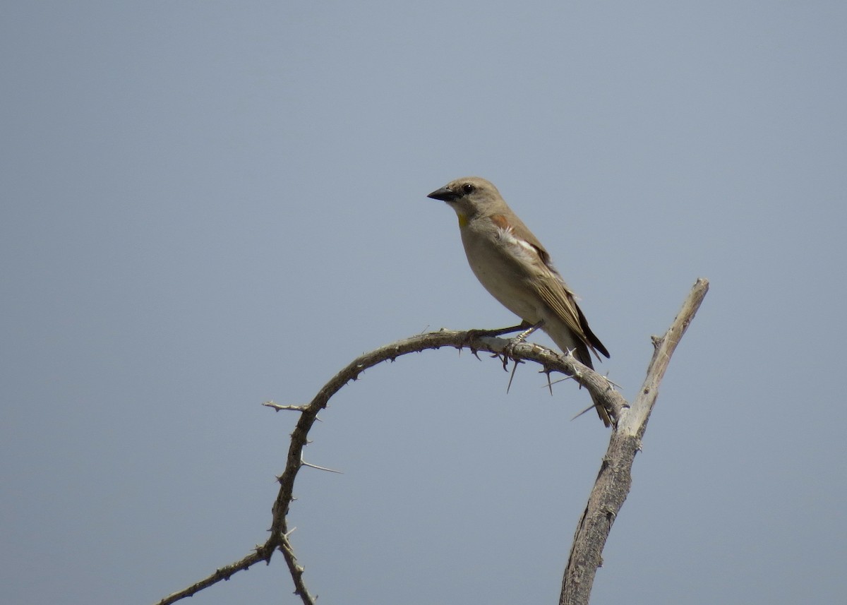 Yellow-throated Sparrow - ML285087261