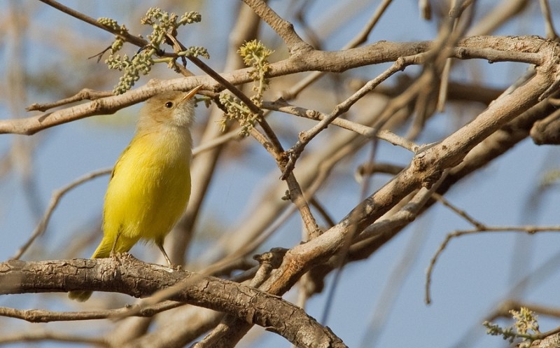 Senegal Eremomela - ML285087461