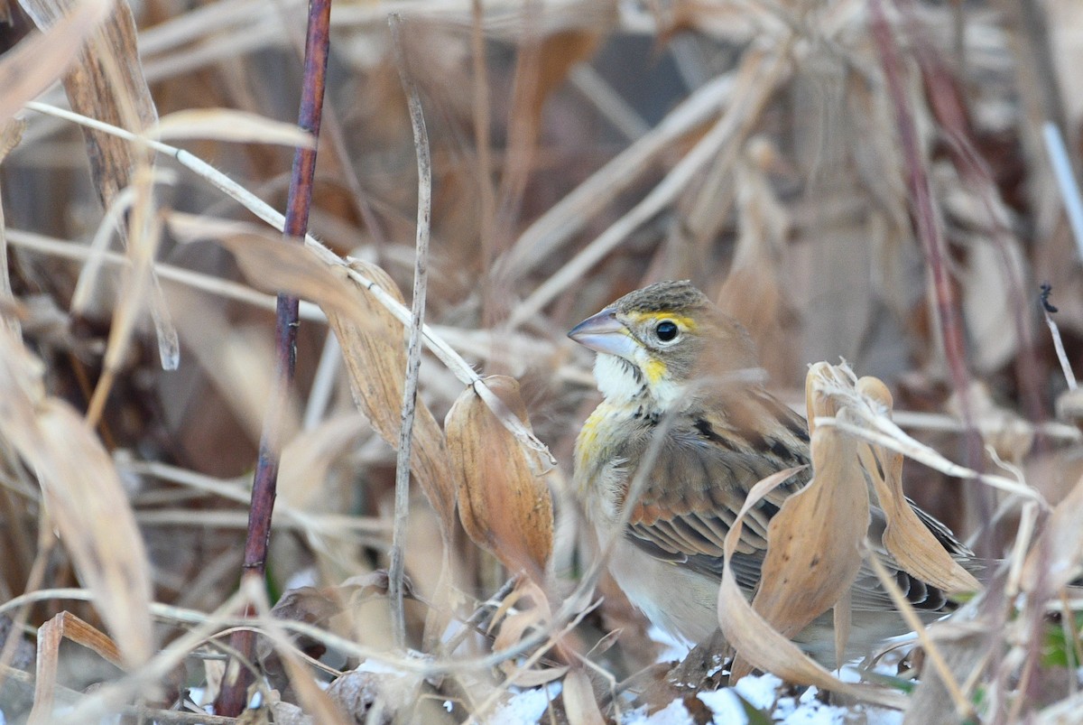 Dickcissel - Richard Littauer