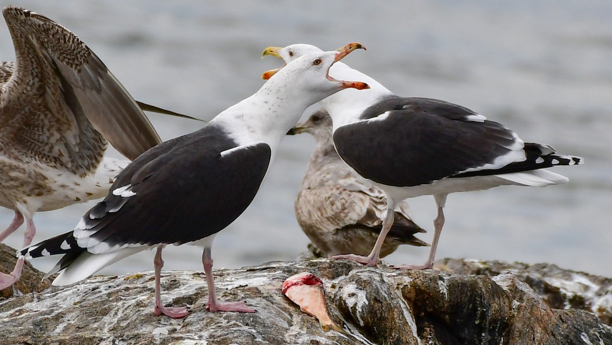 Great Black-backed Gull - Gloria 🕊