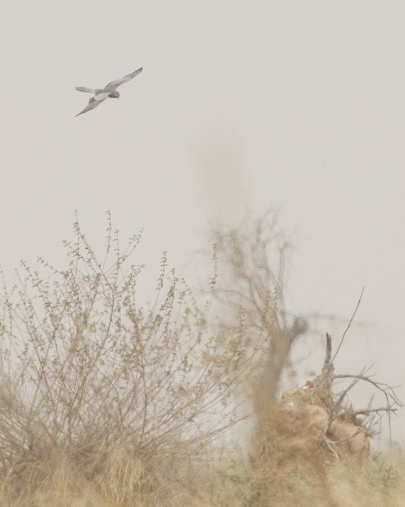 Montagu's Harrier - ML285093831