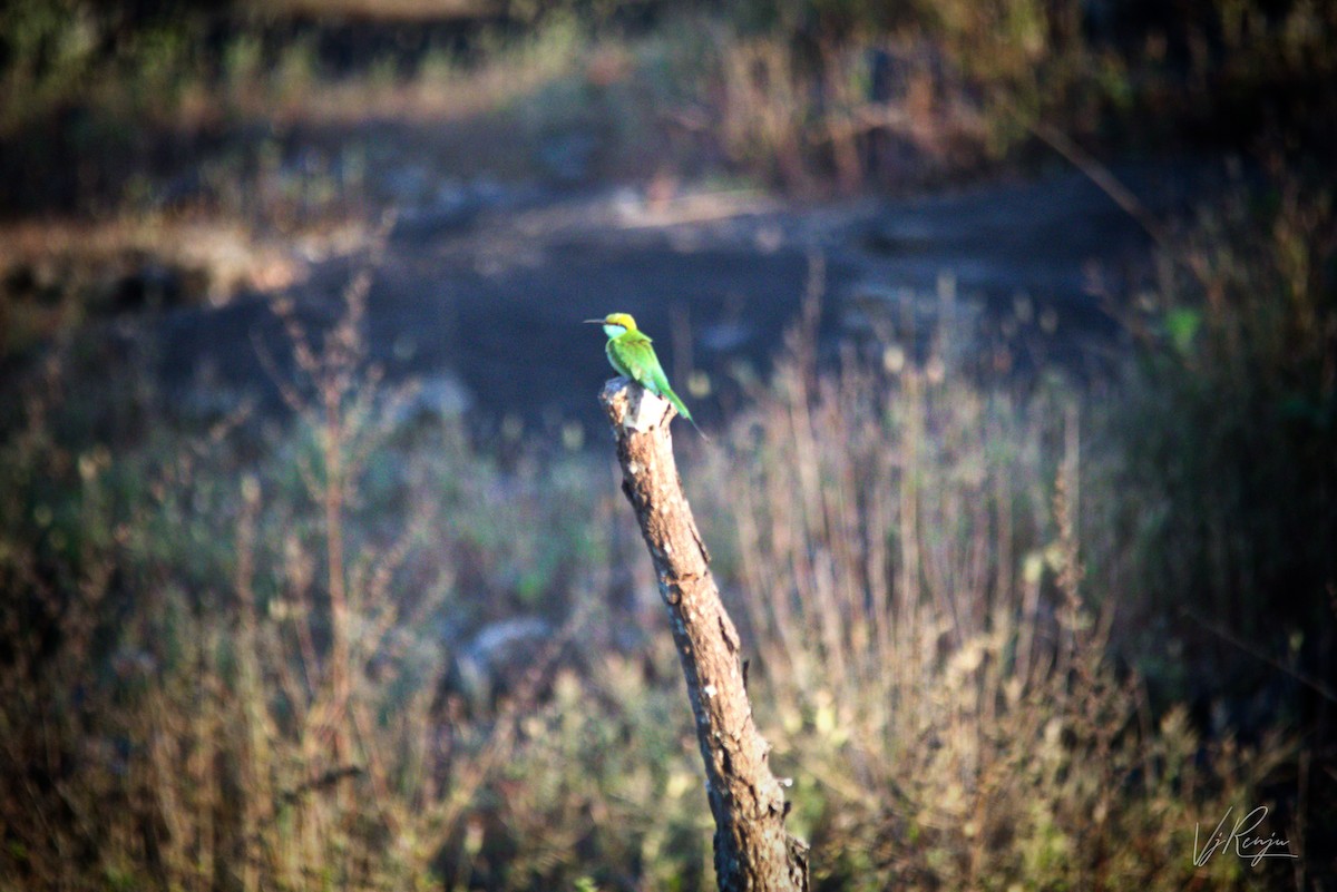 Asian Green Bee-eater - ML285095211