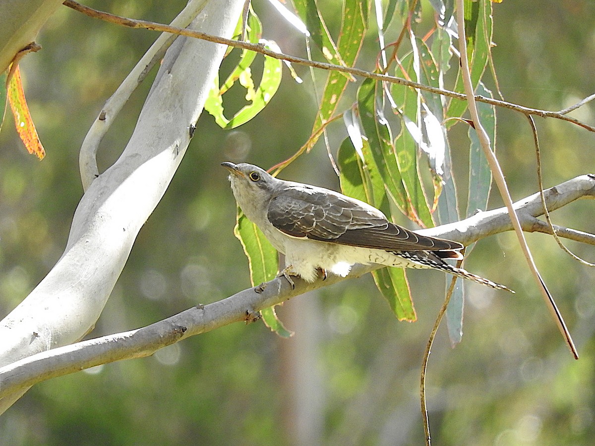 Pallid Cuckoo - George Vaughan