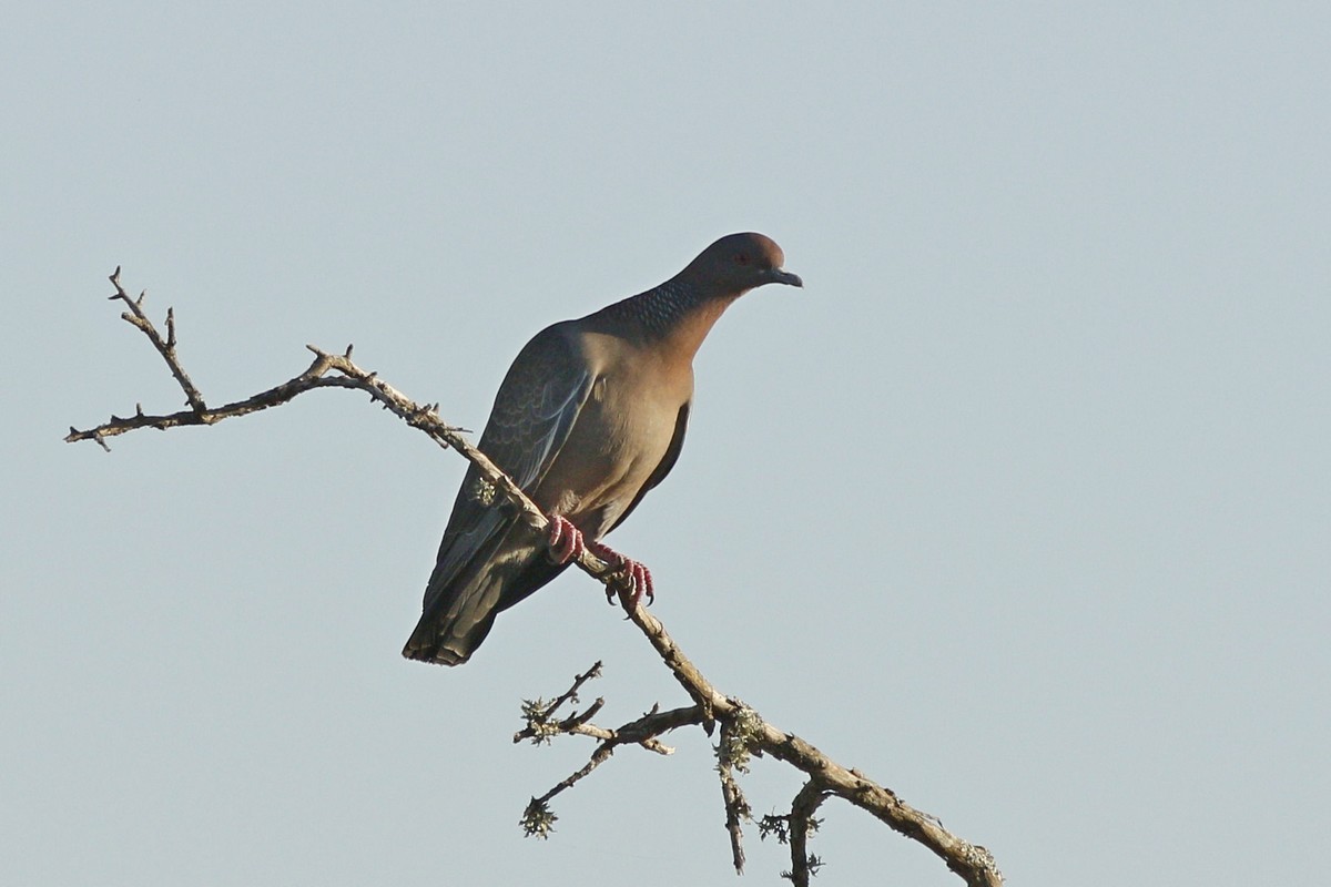 Picazuro Pigeon - ML285096191