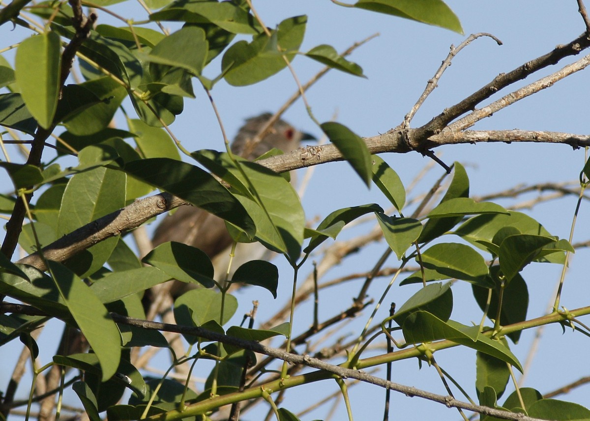 Ash-colored Cuckoo - ML285096401