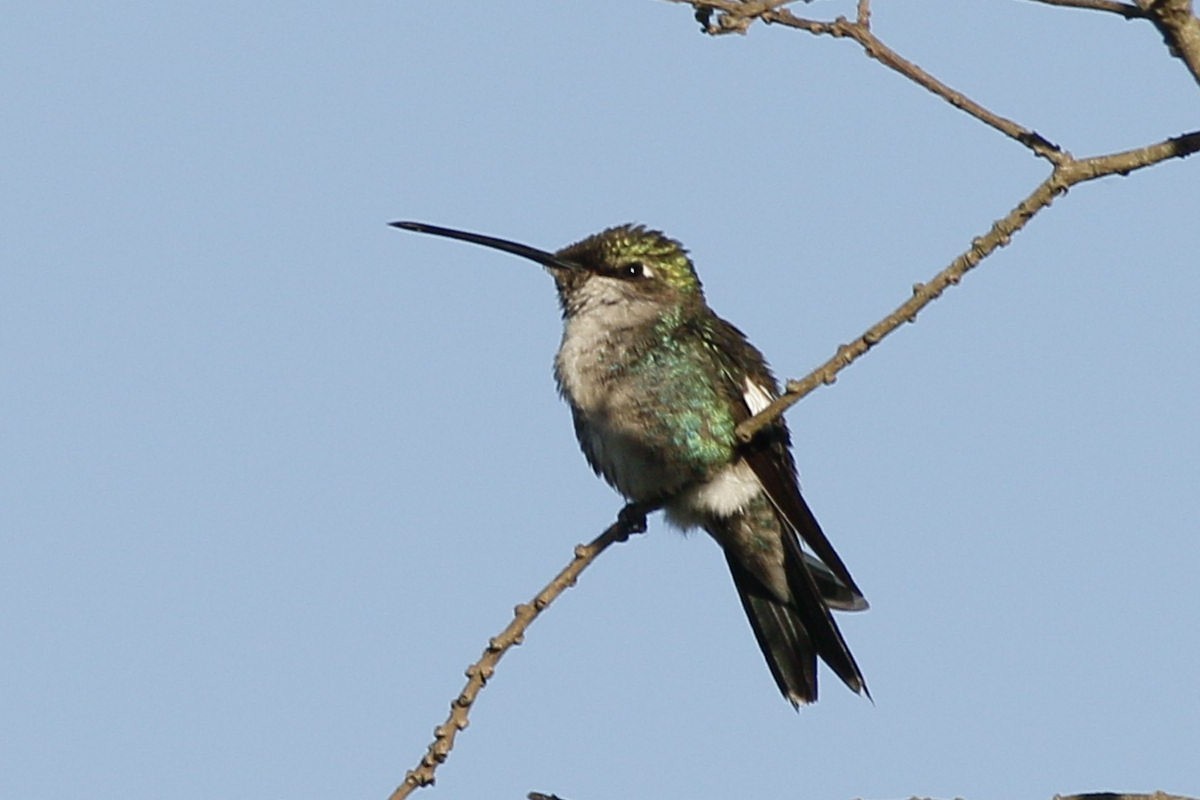 Blue-tufted Starthroat - ML285096571