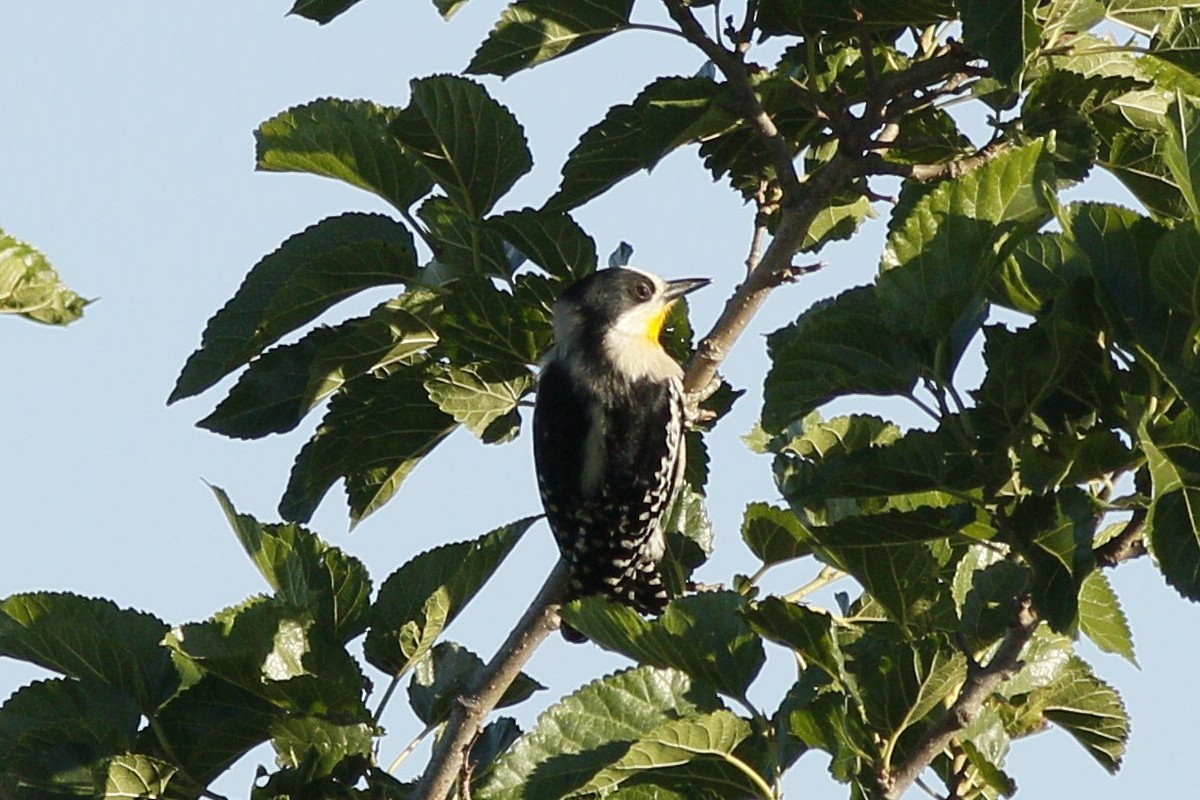 White-fronted Woodpecker - ML285096691