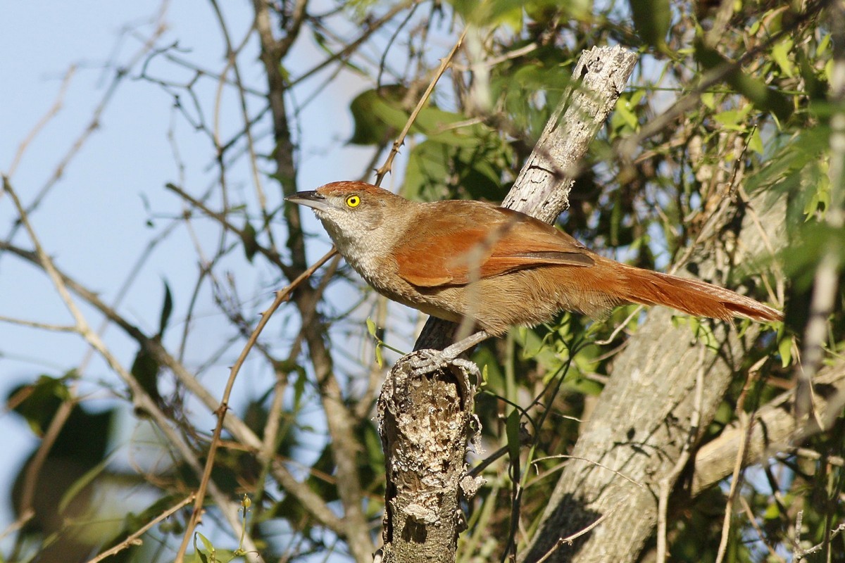 Greater Thornbird - Jorge Claudio Schlemmer