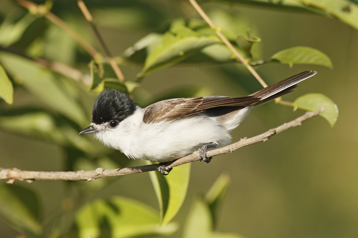 White-naped Xenopsaris - ML285096911