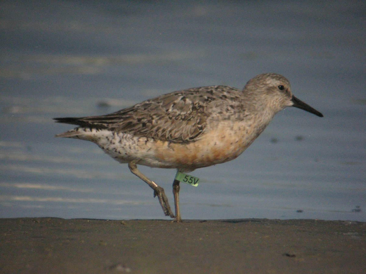 Red Knot - ML285097801