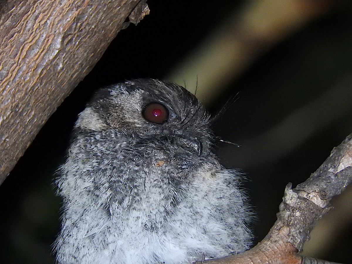Australian Owlet-nightjar - ML285098401