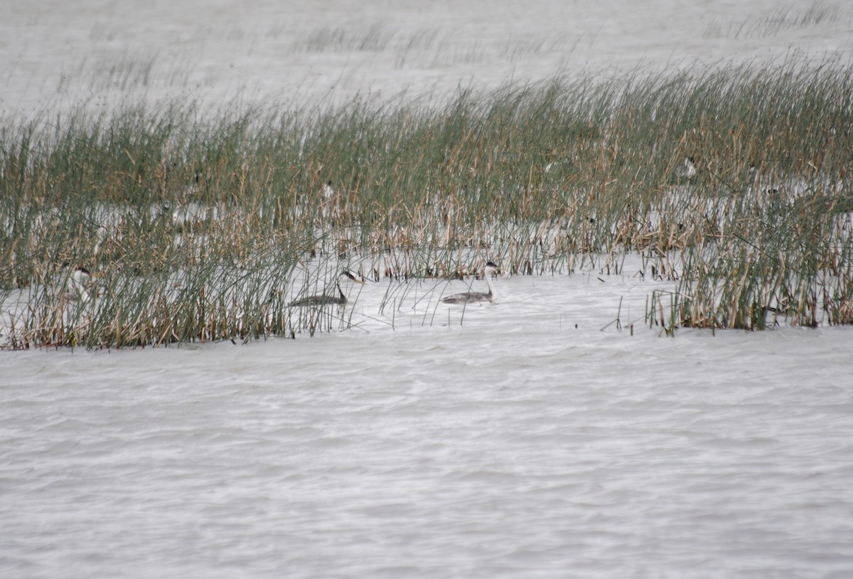 Western x Clark's Grebe (hybrid) - ML285098571