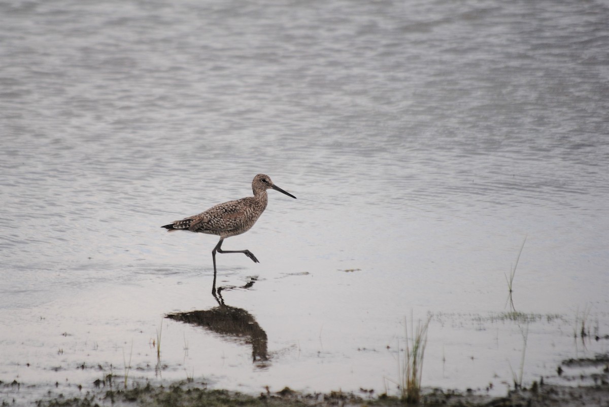 Willet - ML285098841