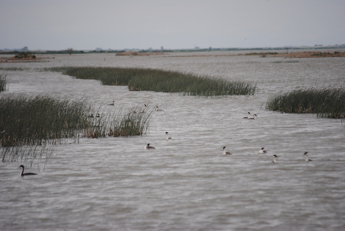 Western Grebe - ML285099101