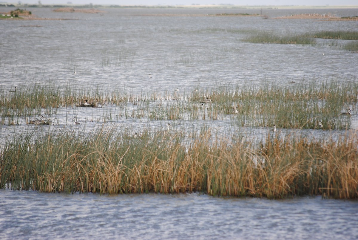 Western Grebe - ML285099121