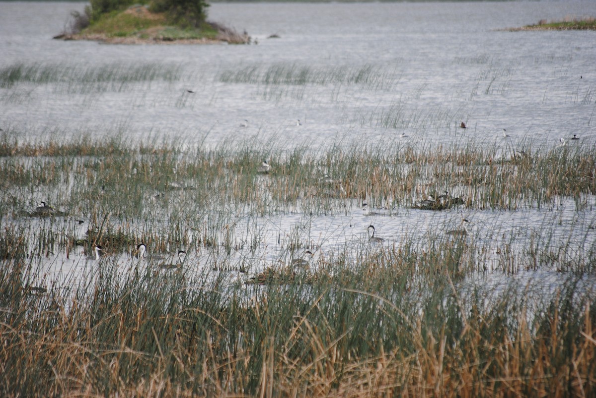 Western Grebe - ML285099141