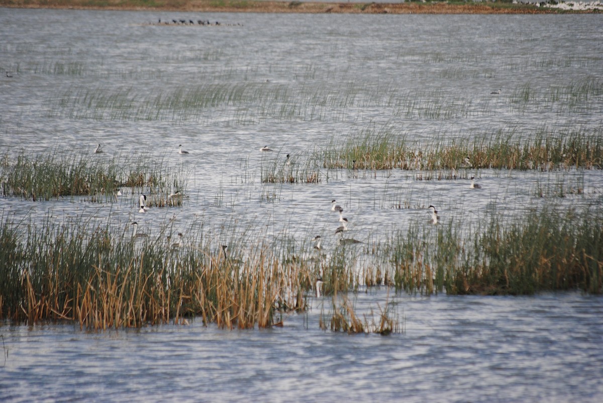 Western Grebe - Gabriel Foley
