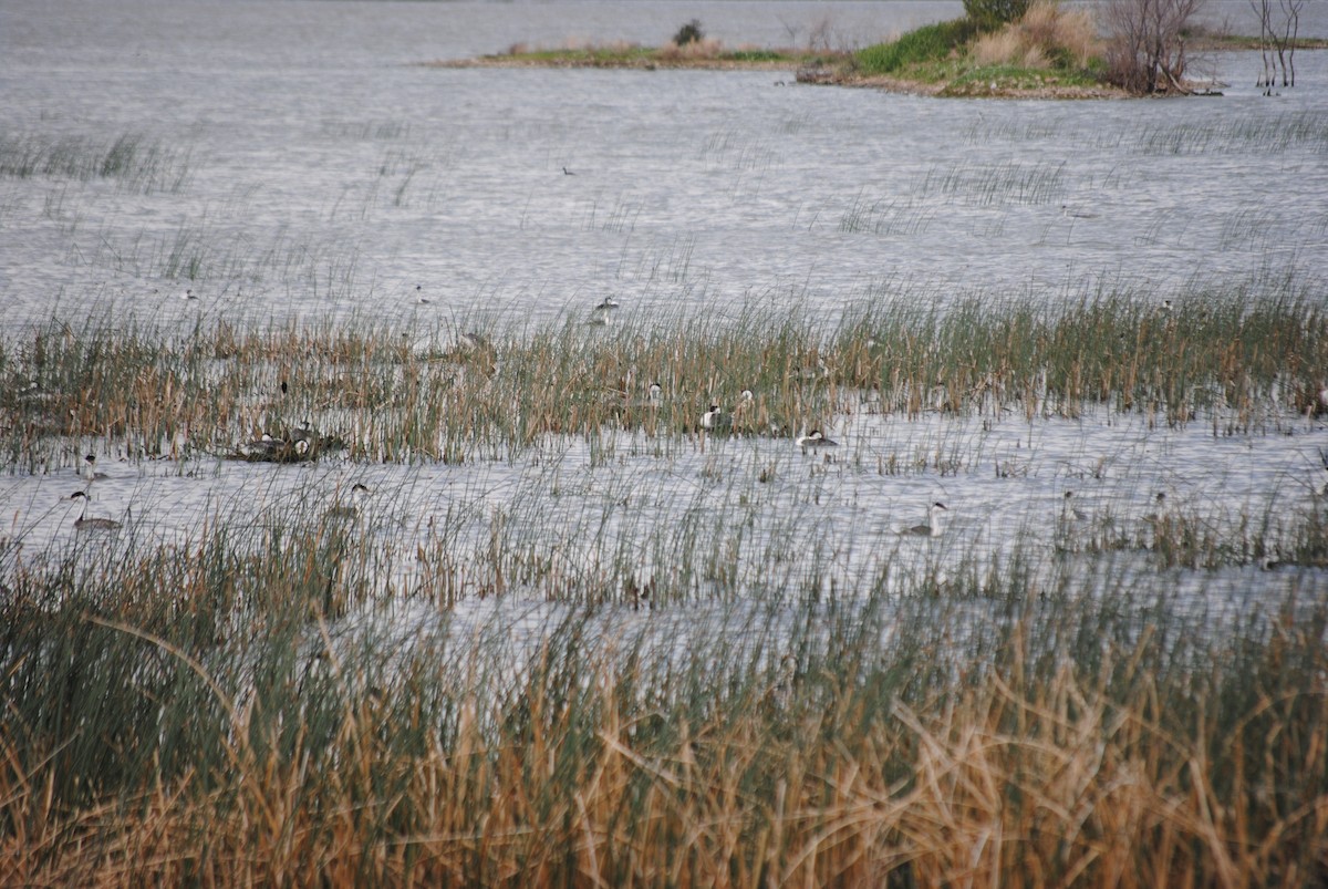 Western Grebe - ML285099161