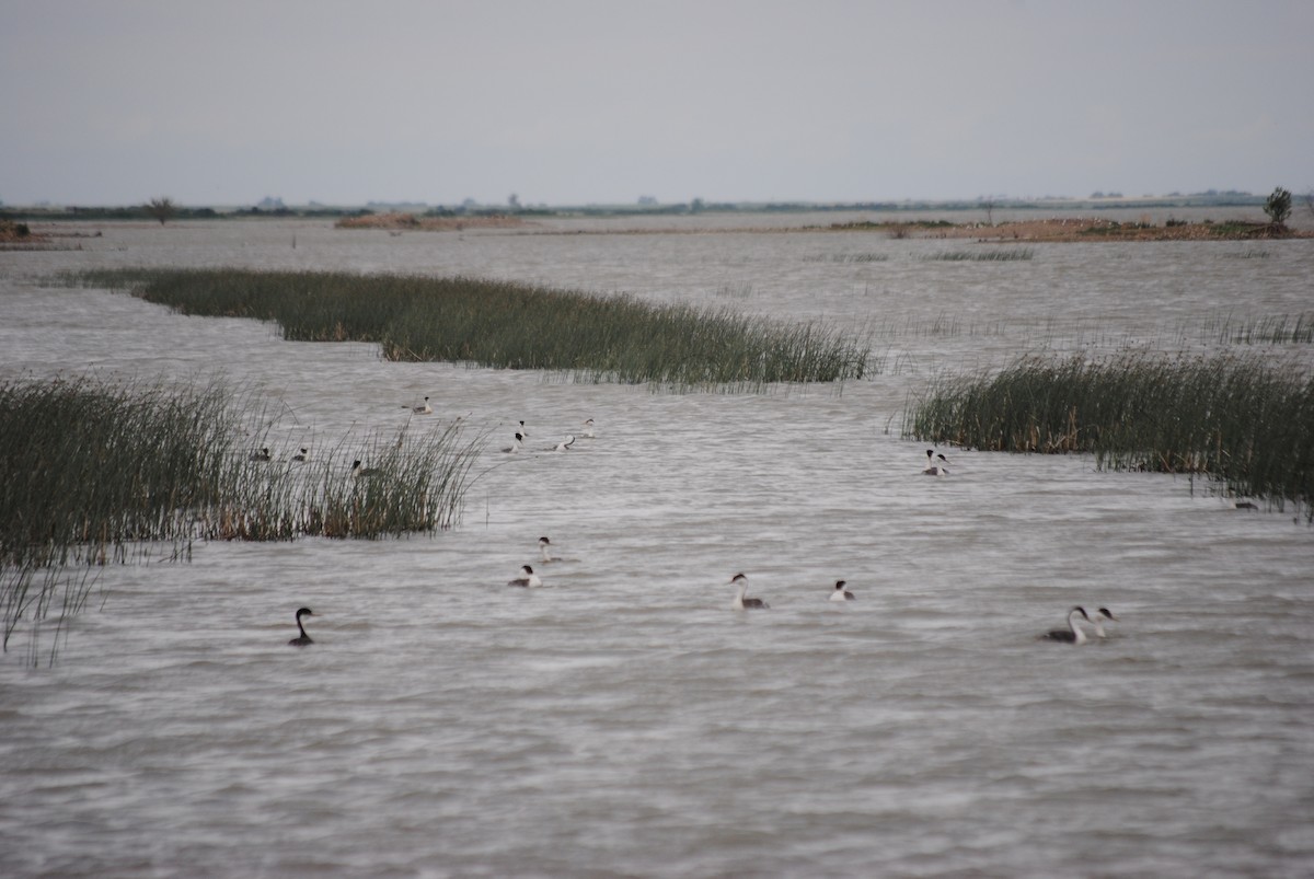 Clark's Grebe - ML285099201