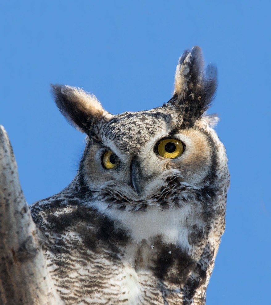 Great Horned Owl - ML285099261