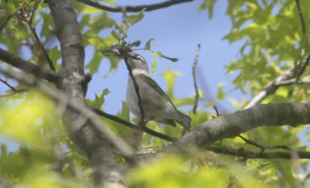 Tennessee Warbler - ML28510081