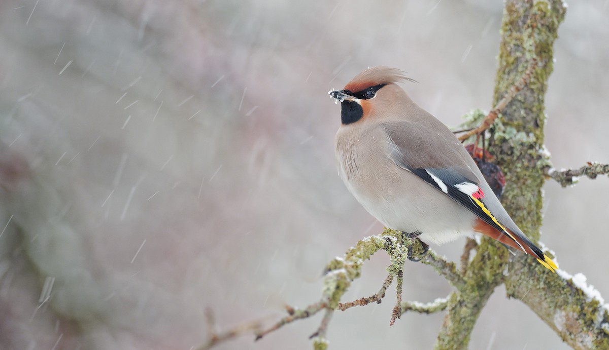 Bohemian Waxwing - ML285101371