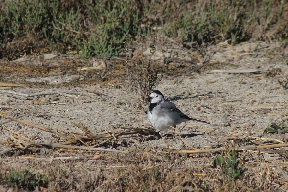 Хөх цэгцгий - ML285101631