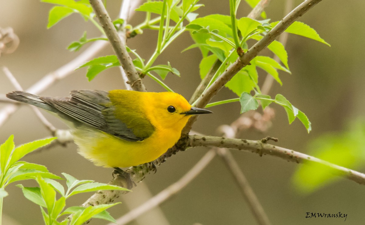 Prothonotary Warbler - ML28510201