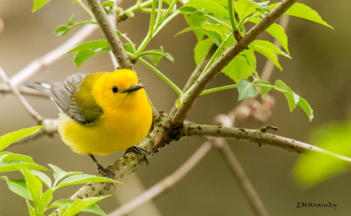 Prothonotary Warbler - ML28510211