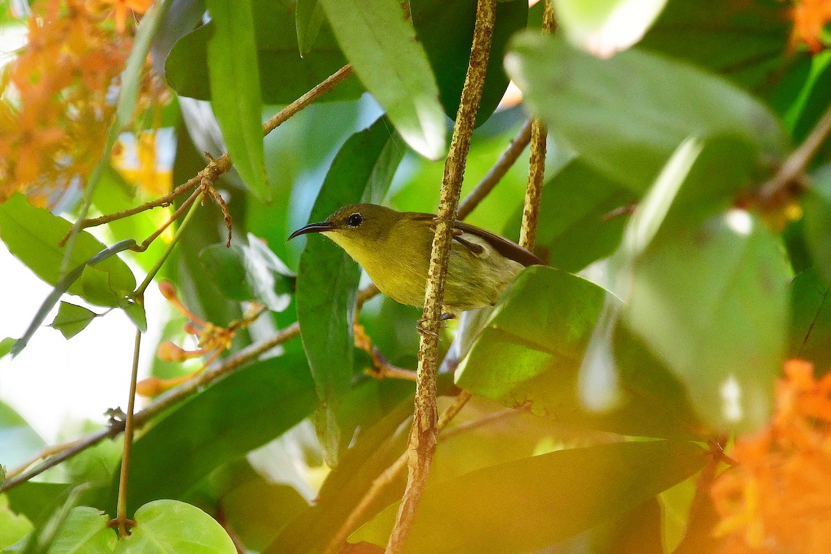 Crimson Sunbird - ML285102641
