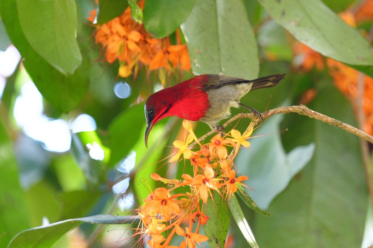 Crimson Sunbird - ML285102661