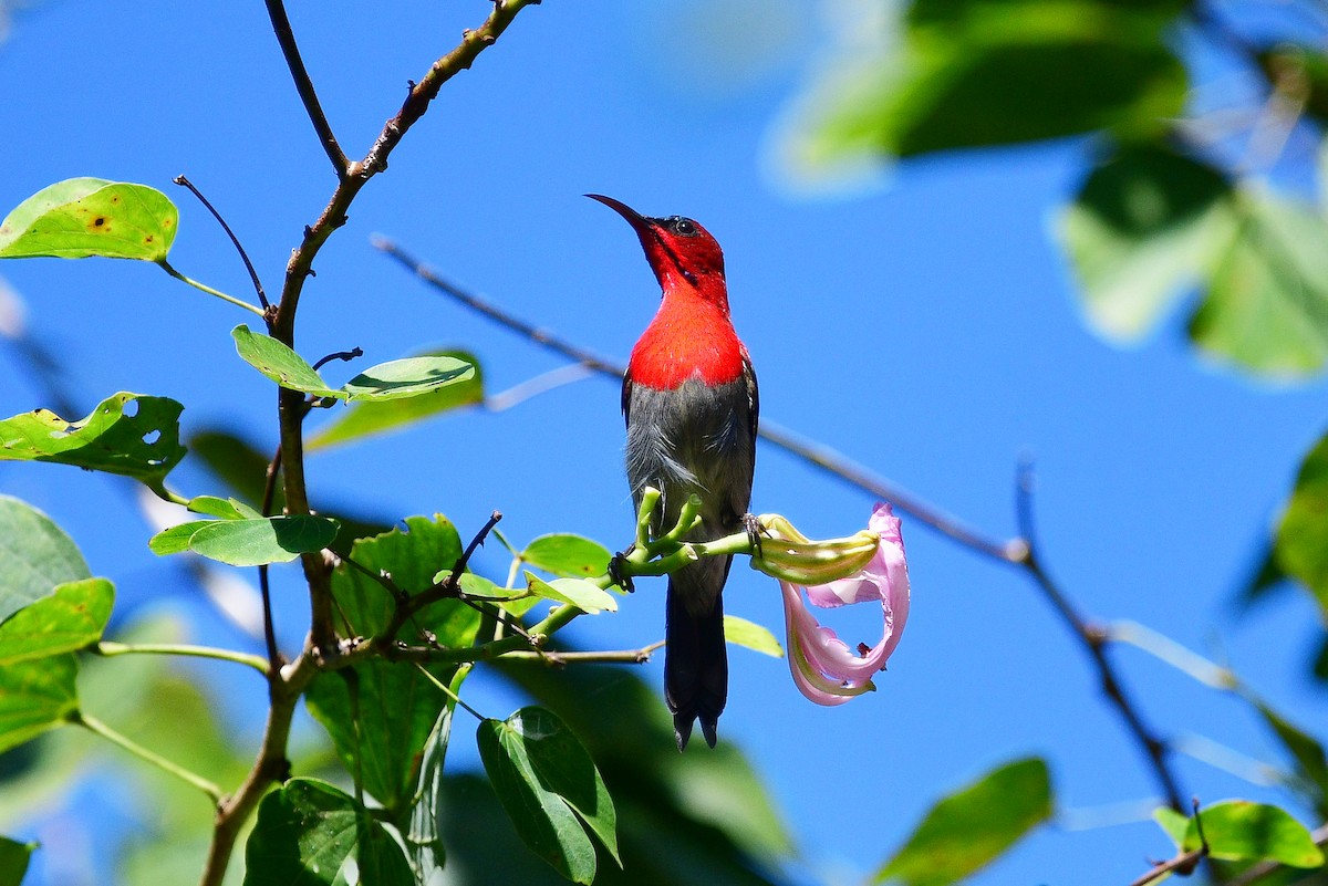 Crimson Sunbird - ML285102921