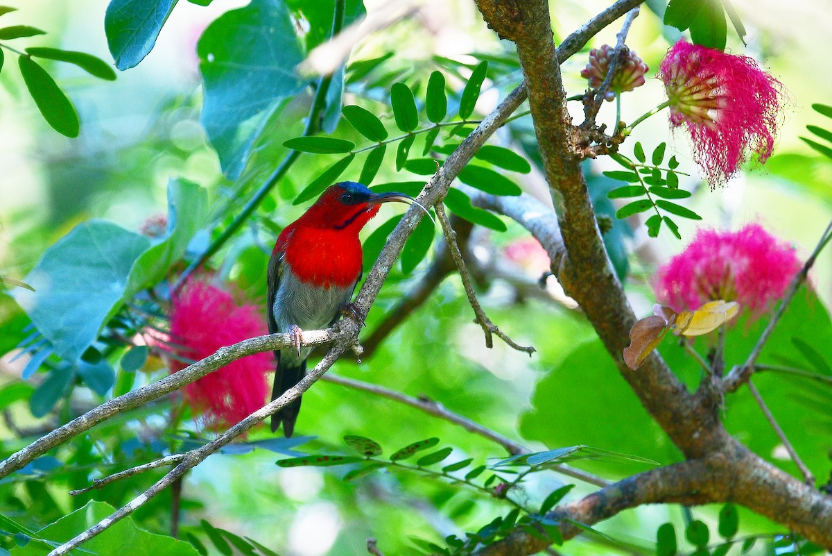 Crimson Sunbird - ML285102991