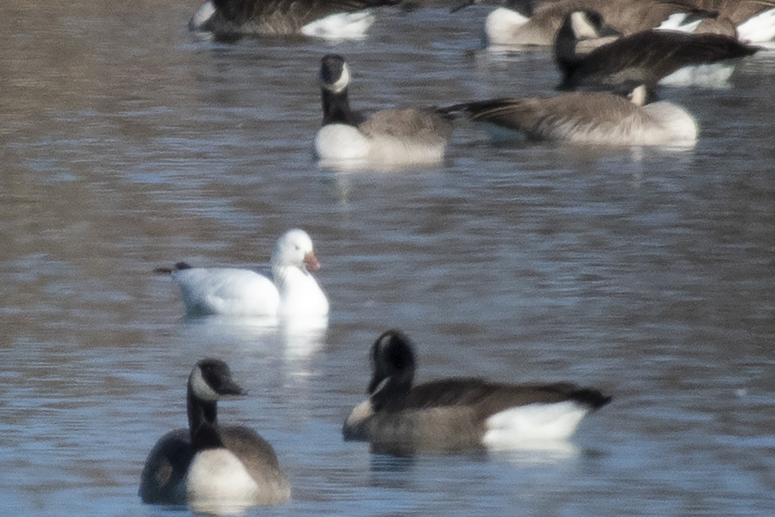 Ross's Goose - ML285103041