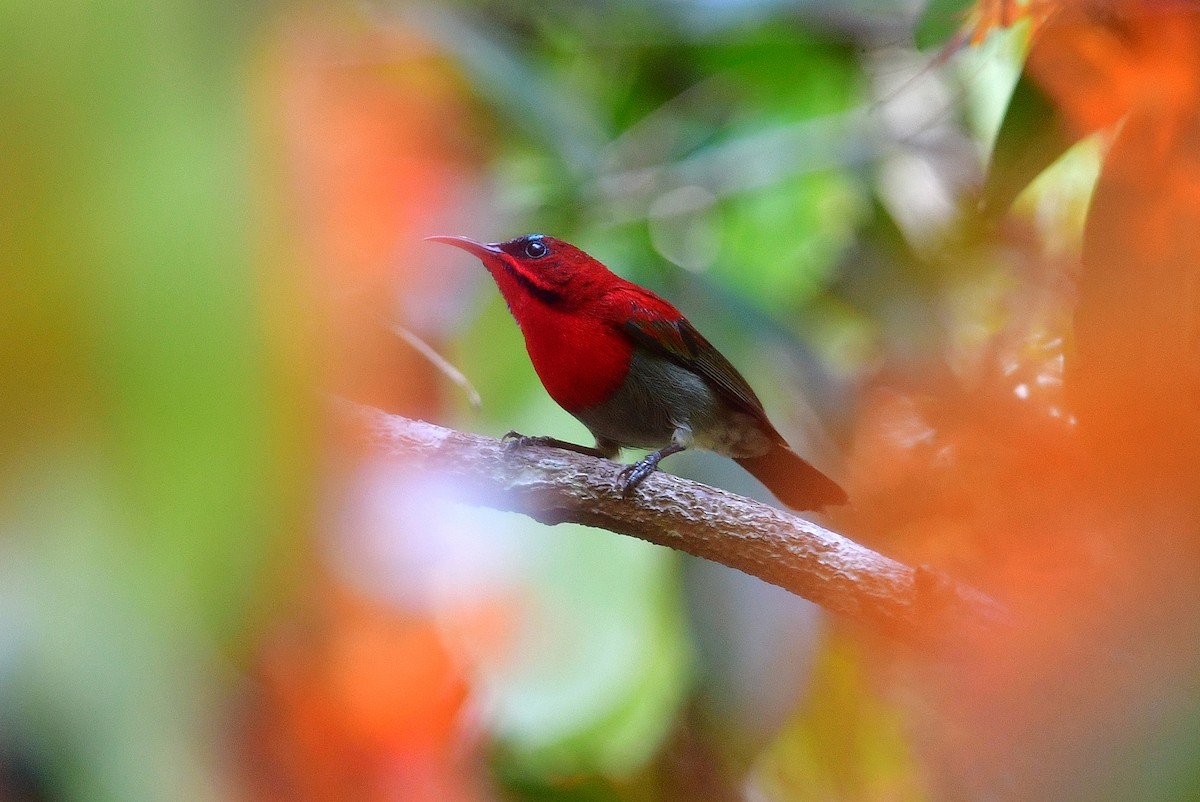 Crimson Sunbird - ML285103061