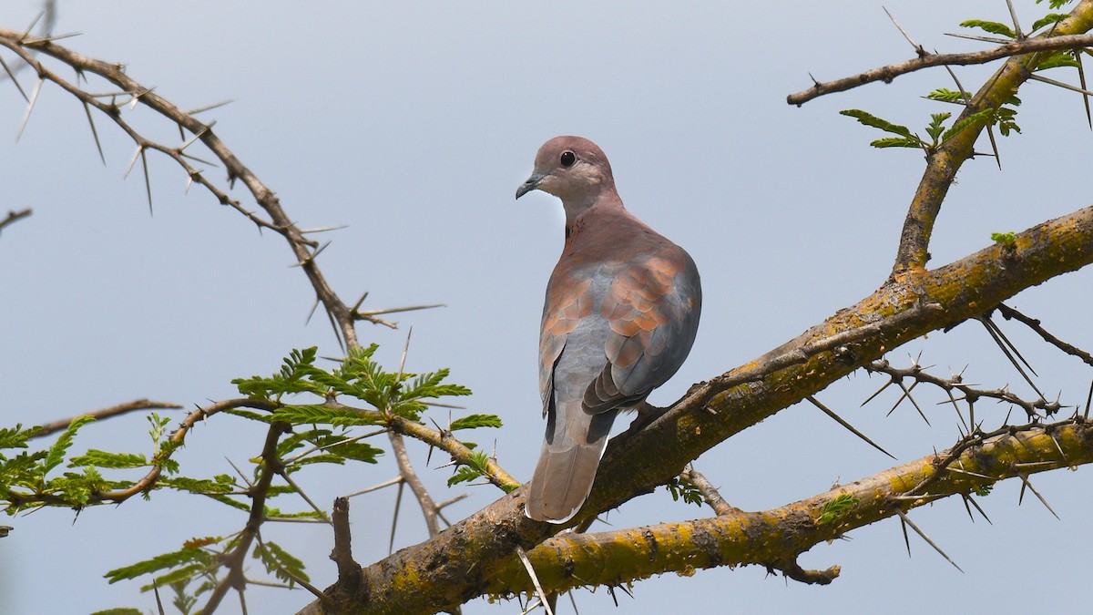 Laughing Dove - ML285104071