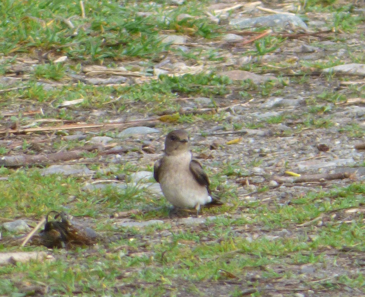 Hirondelle à ailes hérissées - ML28510491