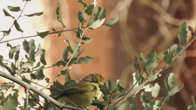 Mosquitero Común - ML285106031