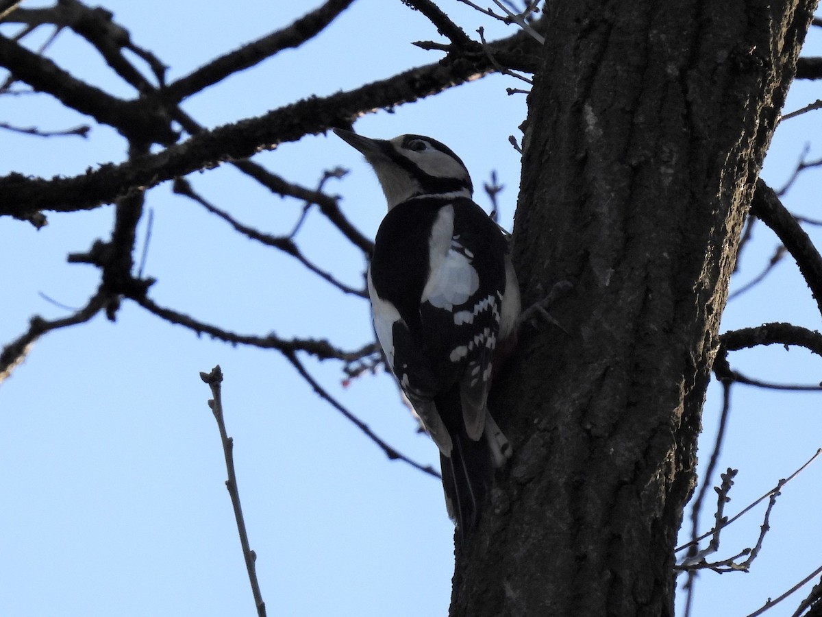 Great Spotted Woodpecker - ML285107361