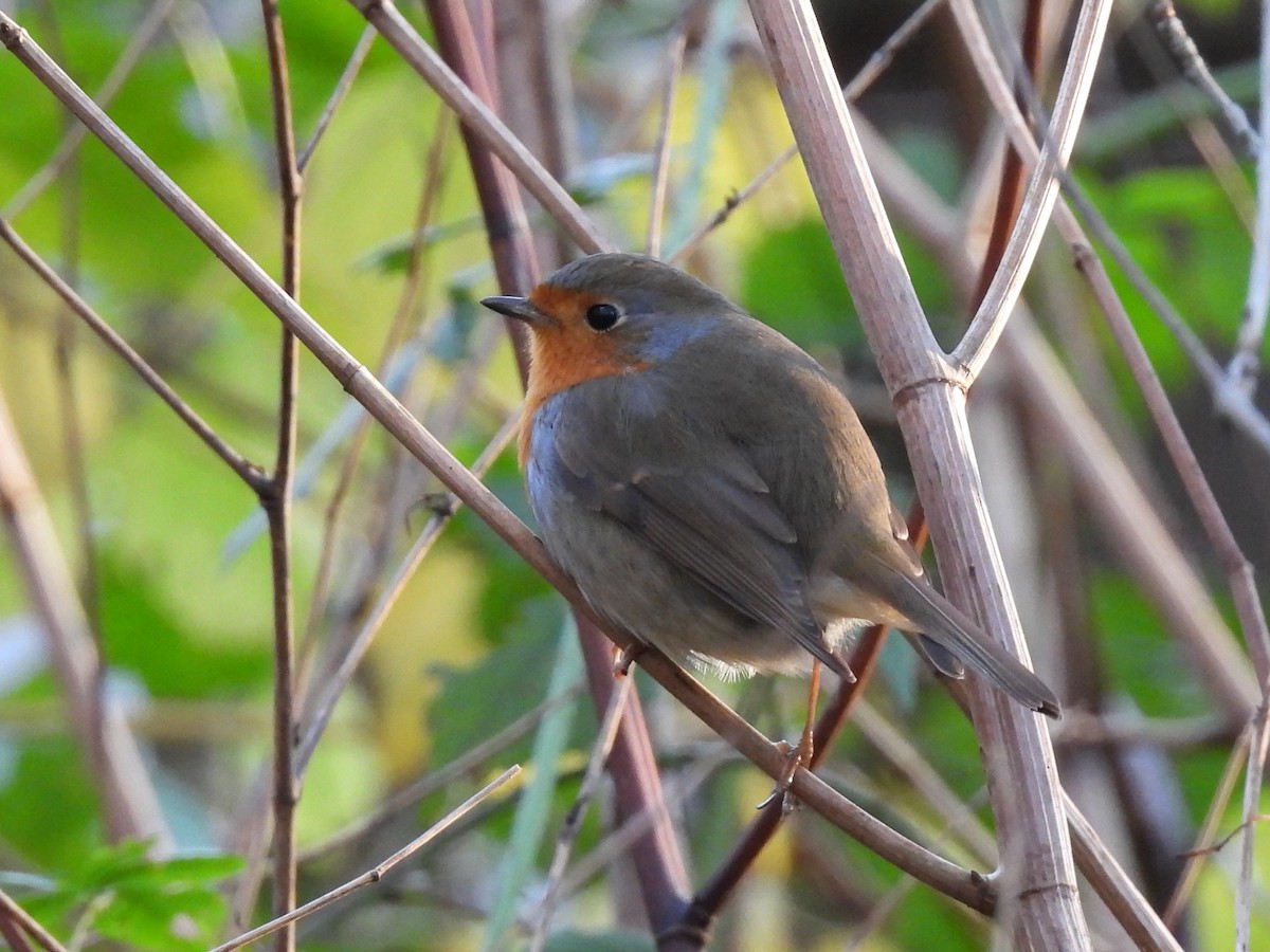 European Robin - ML285107371