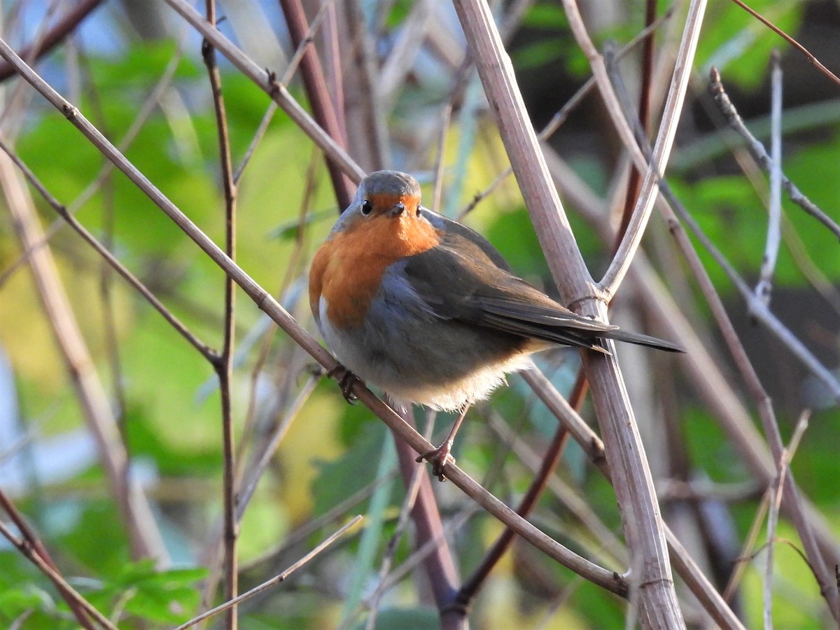 European Robin - ML285107591