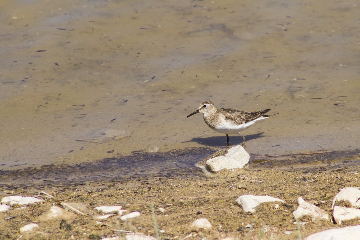 Baird's Sandpiper - ML285109541