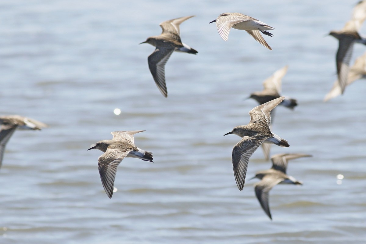 White-rumped Sandpiper - ML285109551