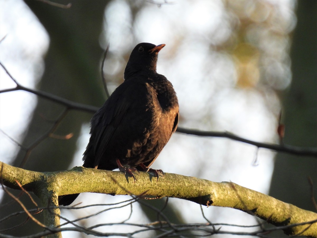 Eurasian Blackbird - ML285109641