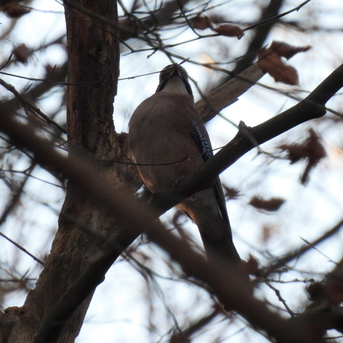 Eurasian Jay - ML285109781