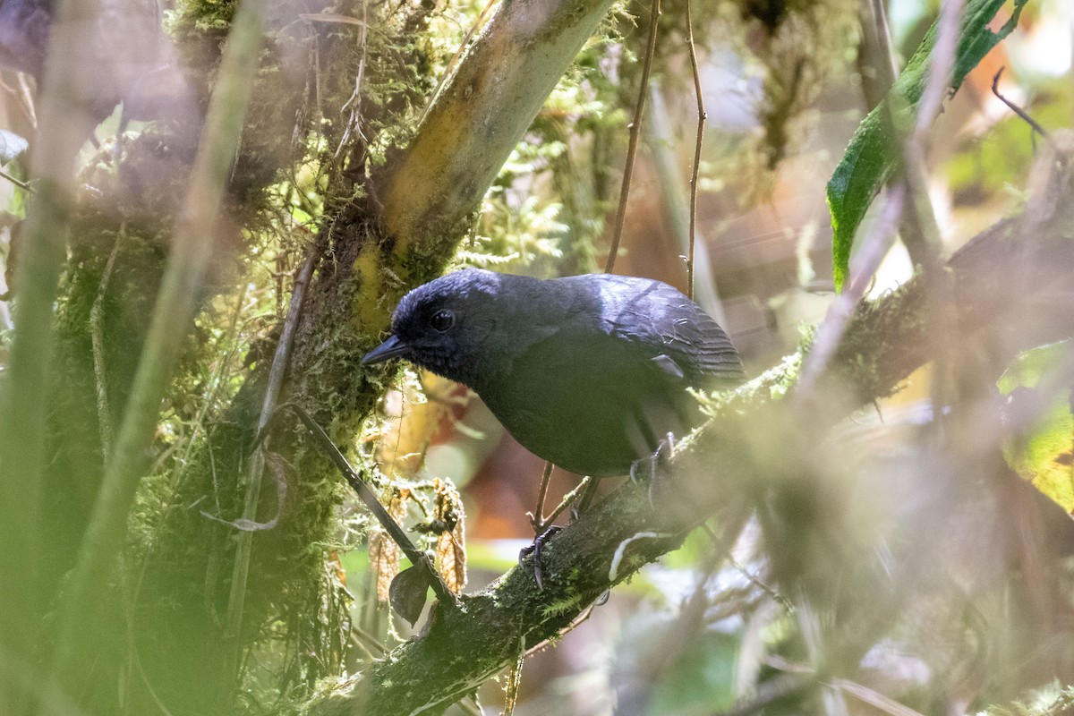 Large-footed Tapaculo - Thibaud Aronson