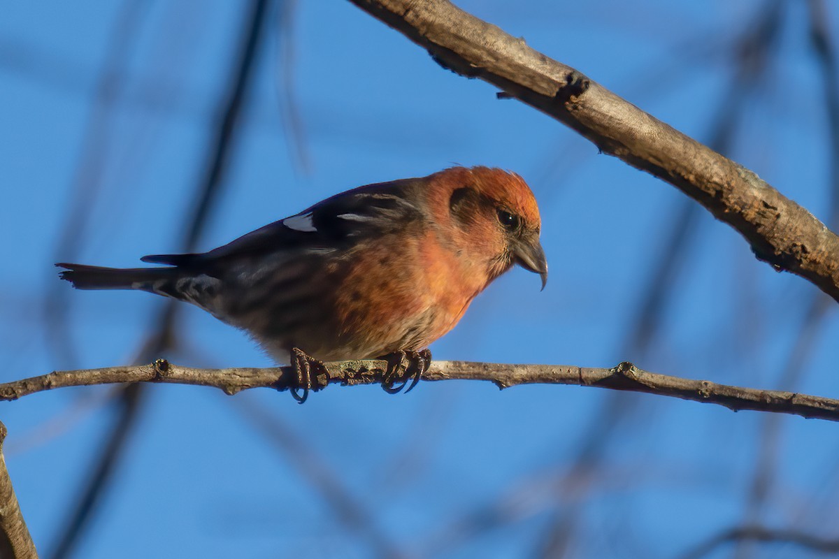 White-winged Crossbill - ML285111811