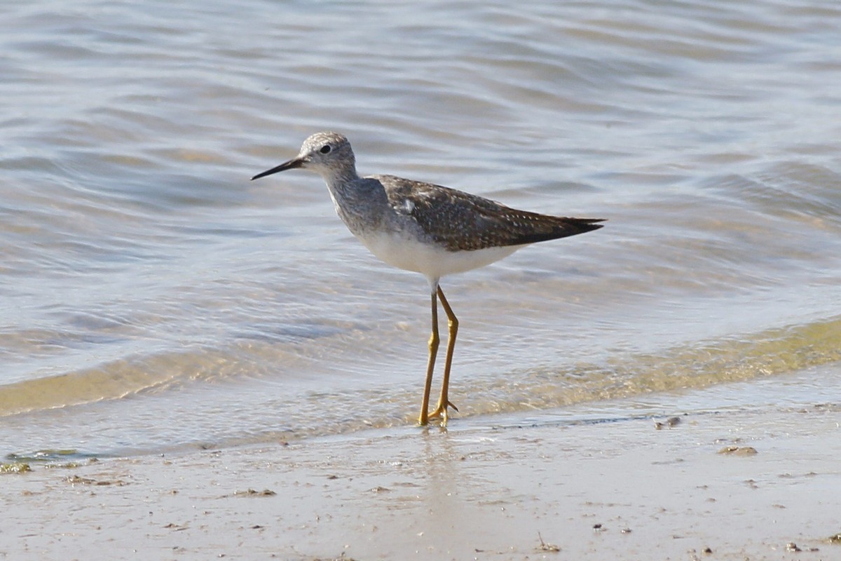 Lesser Yellowlegs - ML285113521