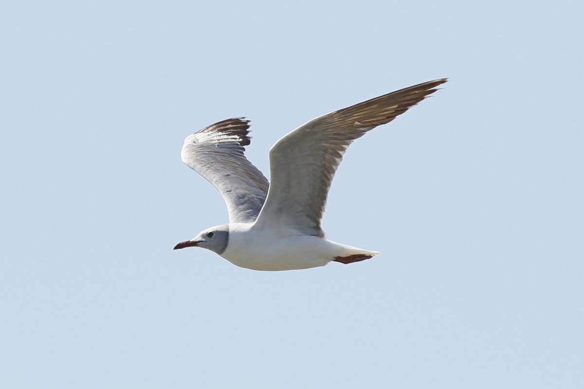 Gray-hooded Gull - ML285113611